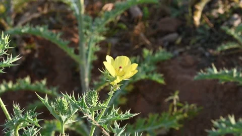 Argemone mexicana flower. Stock Footage 303708445