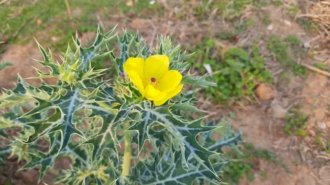 Argemone mexicana flower. Stock Footage 172571520