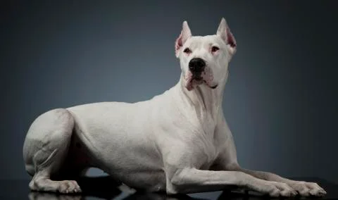 Argentin Dog lying on the studio table Stock Photos