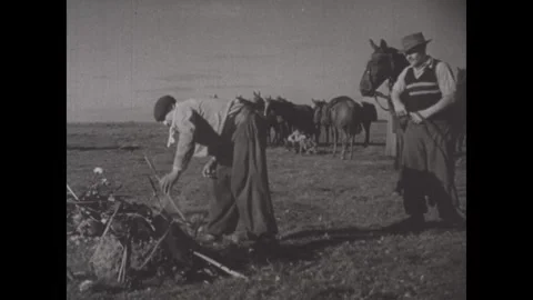 Argentina 1940s: Man builds fire on field. Pieces of meat on wood spikes are Video stock 329646848