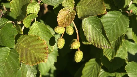 Argentina beech cones Stock Footage 107894197