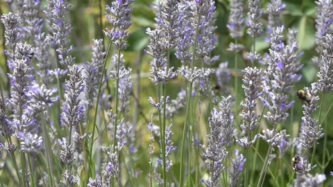 Argentina bees in lavender Stock Footage 107894269