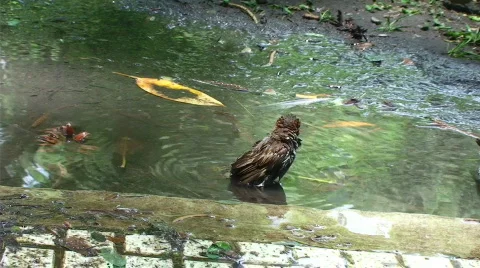 Argentina Bird Bath Stock Footage 518403