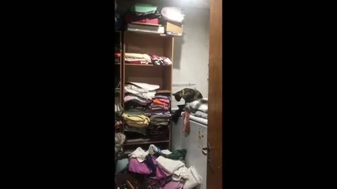 Argentina: Cat knocks clothes off shelf Stock Footage 292865443