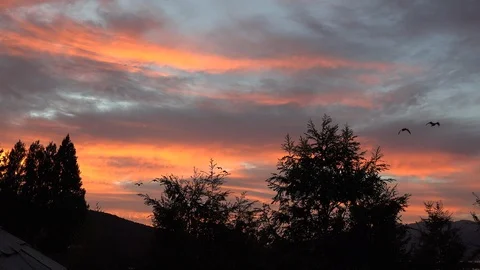 Argentina ducks fly at dawn Stock Footage 107954491