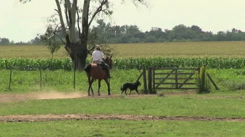 Argentina Estancia gaucho rides horse through gate Stock Footage