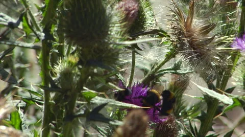 Argentina Flower - Bee on thistle Stock Footage 45248296