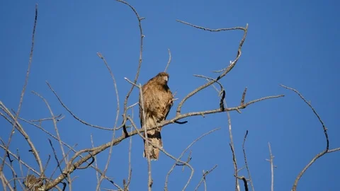 Argentina hawk in tree grooming Stock Footage 107907337