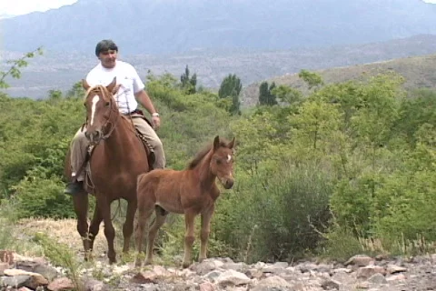 Argentina-Horseback 스톡 동영상 633542