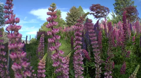 Argentina Lupine Stock Footage 45212249