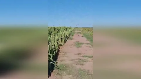 Argentina: Parrot Swarms Devour Maize Fields As Farmers Fear Further Crop... Stock Footage 331331289