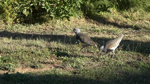 Argentina two southern lapwings Stock Footage 107904014