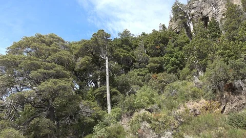 Argentina zooms on tree Stock Footage 107950618