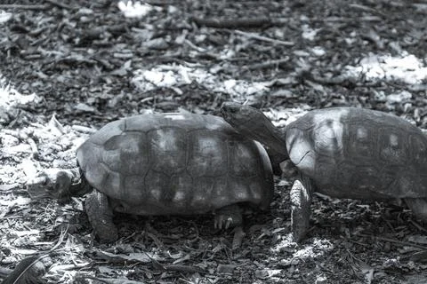 Argentine Chaco tortoise turtle turtles in tropical nature in Brazil. Stock Photos
