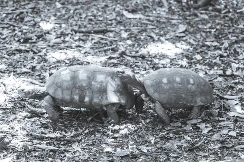 Argentine Chaco tortoise turtle turtles in tropical nature in Brazil. Stock Photos