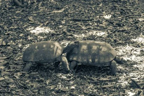 Argentine Chaco tortoise turtle turtles in tropical nature in Brazil. Stock Photos