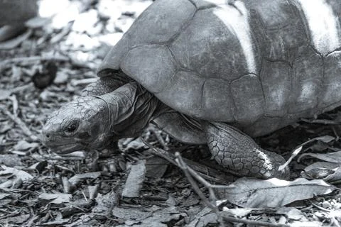 Argentine Chaco tortoise turtle turtles in tropical nature in Brazil. Stock Photos