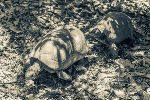 Argentine Chaco tortoise turtle turtles in tropical nature in Brazil. Stock Photos