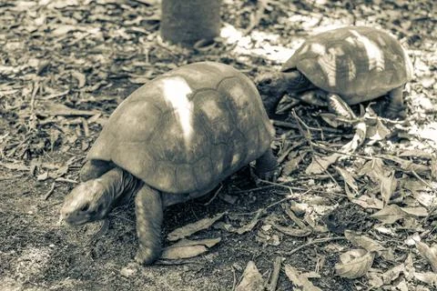 Argentine Chaco tortoise turtle turtles in tropical nature in Brazil. Stock Photos