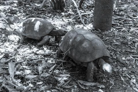 Argentine Chaco tortoise turtle turtles in tropical nature in Brazil. Stock Photos