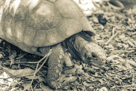 Argentine Chaco tortoise turtle turtles in tropical nature in Brazil. Stock Photos
