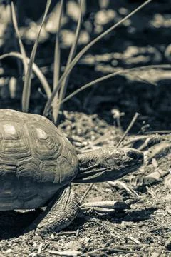 Argentine Chaco tortoise turtle turtles in tropical nature in Brazil. Stock Photos