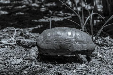 Argentine Chaco tortoise turtle turtles in tropical nature in Brazil. Stock Photos