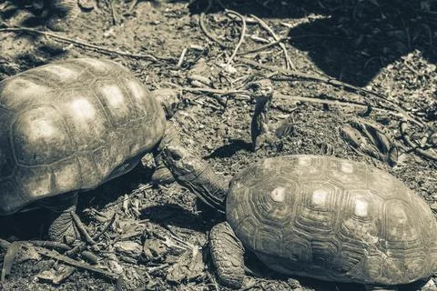 Argentine Chaco tortoise turtle turtles in tropical nature in Brazil. Stock Photos