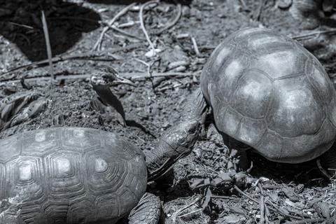Argentine Chaco tortoise turtle turtles in tropical nature in Brazil. Stock Photos