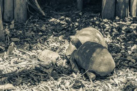 Argentine Chaco tortoise turtle turtles in tropical nature in Brazil. Stock Photos