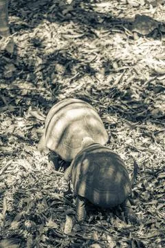 Argentine Chaco tortoise turtle turtles in tropical nature in Brazil. Stock Photos