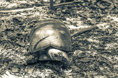 Argentine Chaco tortoise turtle turtles in tropical nature in Brazil. Stock Photos