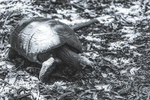 Argentine Chaco tortoise turtle turtles in tropical nature in Brazil. Stock Photos