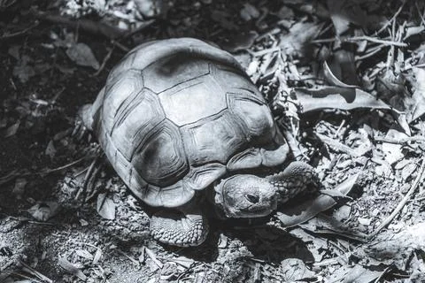 Argentine Chaco tortoise turtle turtles in tropical nature in Brazil. Stock Photos