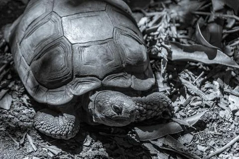 Argentine Chaco tortoise turtle turtles in tropical nature in Brazil. Stock Photos