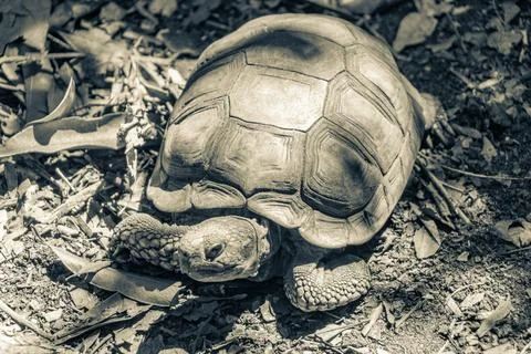 Argentine Chaco tortoise turtle turtles in tropical nature in Brazil. Stock Photos