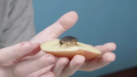 Argentine cockroach on an apple. Baby's Hands Stockbeeldmateriaal 269310397