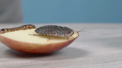 An Argentine cockroach eats an apple. Larva in the background. Blaptica dubia Видео 269311205
