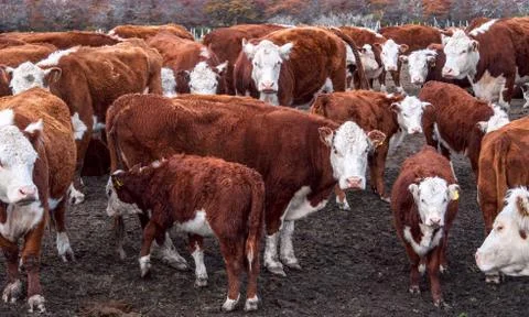 Argentinean cows Stock Photos