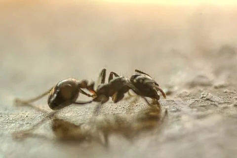 Argentinian ant eating on the table Stock Photos