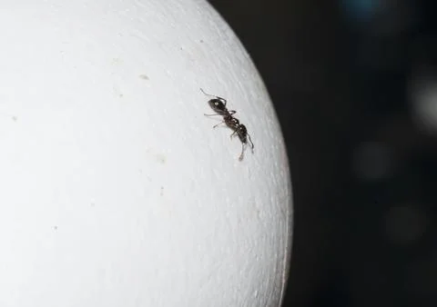 Argentinian ant perched on an egg Stock Photos