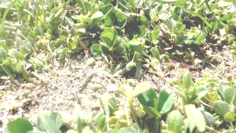 Argentinian ant taking leaves to the anthill Video stock 282932852