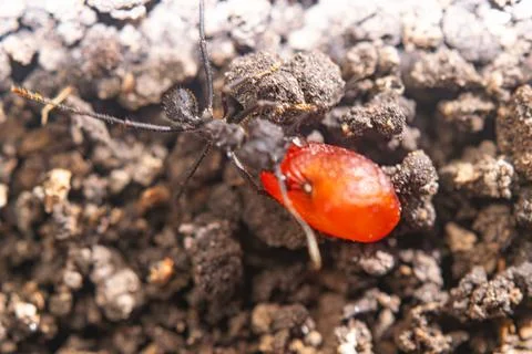Argentinian ant taking a seed to the anthill Stock Photos