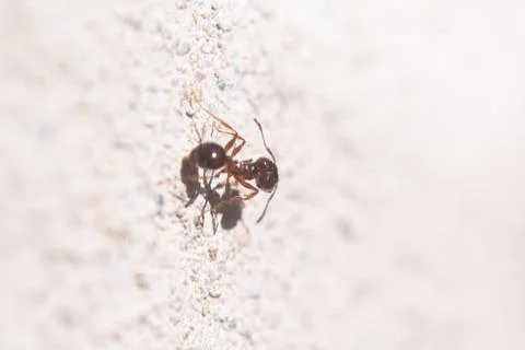 Argentinian ant walking on a wall Stock Photos