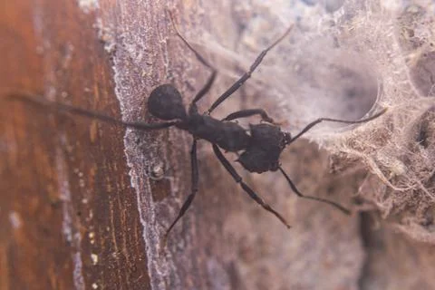 Argentinian ant on the wall Foto stock
