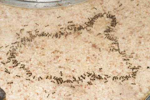 Argentinian ants on the table Stock Photos