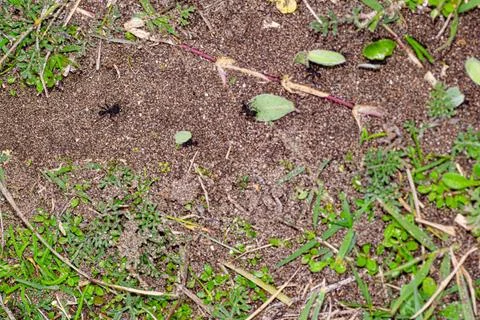Argentinian ants taking leafs to her anthill Stock Photos
