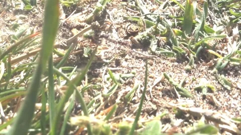 Argentinian ants taking leaves to the anthill Video stock 282920852