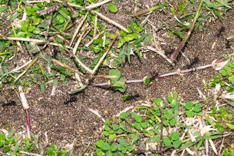 Argentinian ants walking on a small path Stock Photos