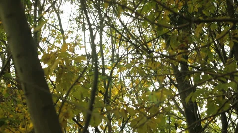 Argentinian forest Stock Footage 39346669